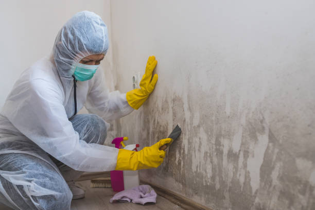 Best Mold Removal for HVAC Installations  in Westfield, MA