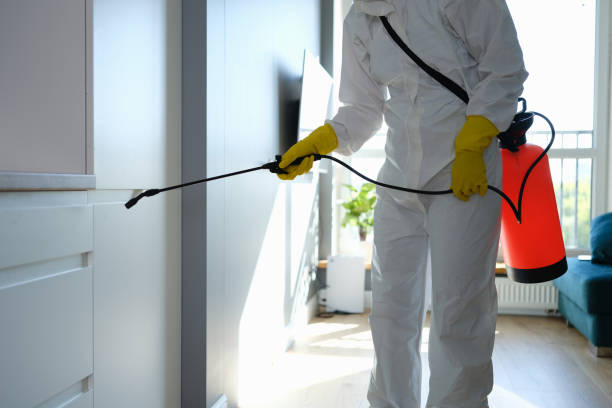 Best Basement Mold Removal  in Westfield, MA
