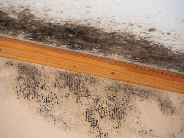 Best Mold Damage Restoration  in Westfield, MA