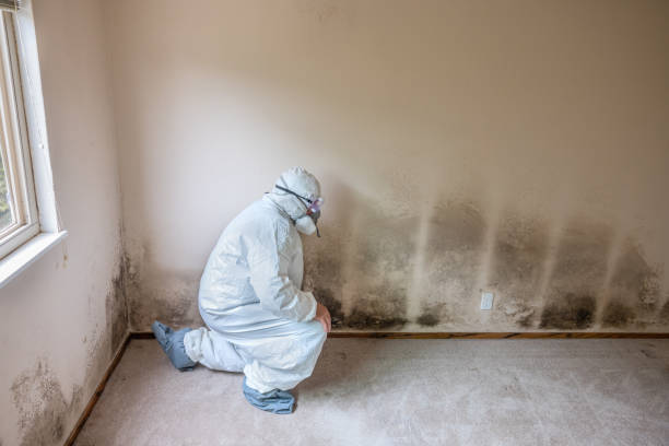 Best Post-Construction Mold Inspection  in Westfield, MA