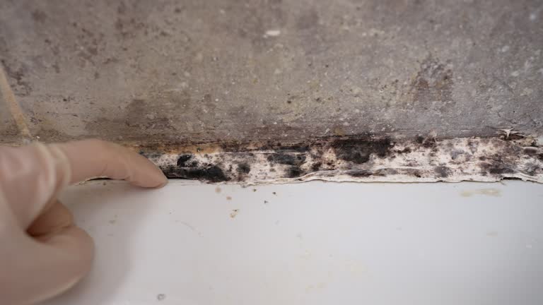 Best Mold Damage Restoration  in Westfield, MA
