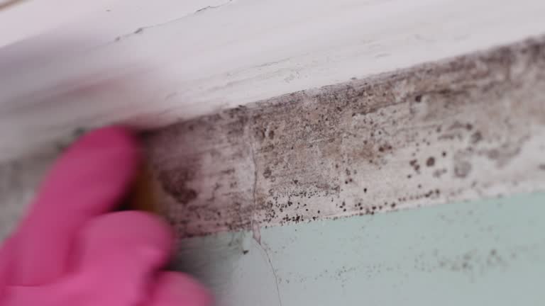Dehumidification Services in Westfield, MA